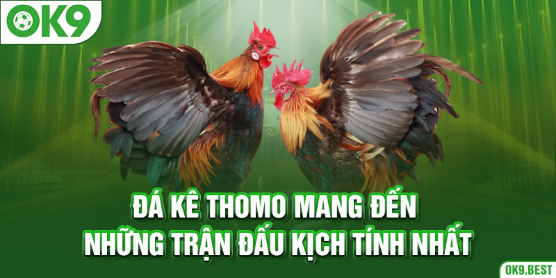 Đá kê Thomo mang đến những trận đấu kịch tính nhất